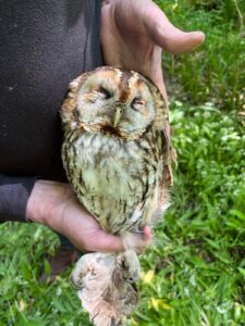 Tawny Owls -