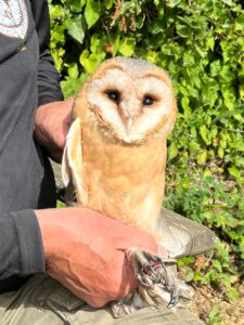 Barn Owl guttata - 2