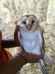 Barn Owl guttata -