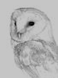 Sussex Barn Owl Group - September Update -