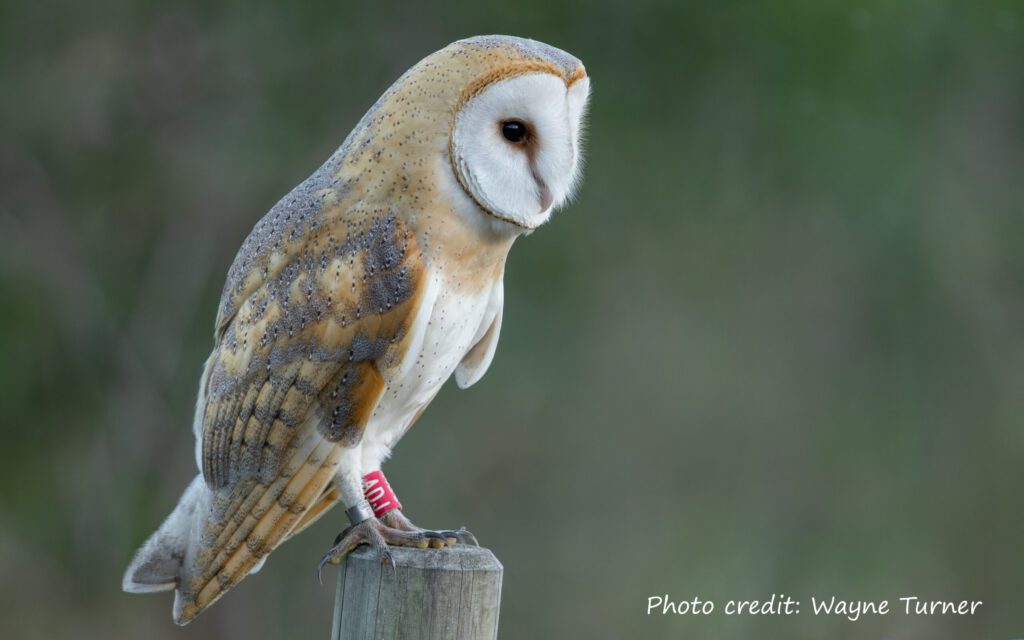 Update on Barn Owl Colour Ring Sightings - 1 Update on Barn Owl Colour Ring Sightings -