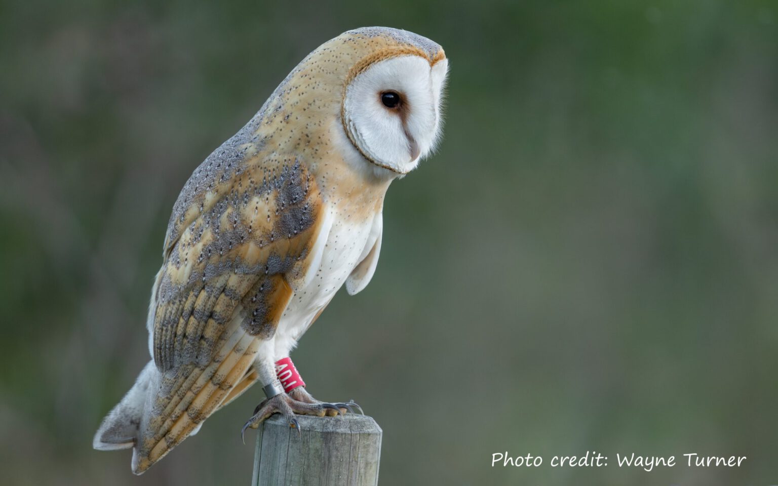 Colour Ringing Projects Update on Barn Owl Colour Ring Sightings - The Sussex Ornithological ...