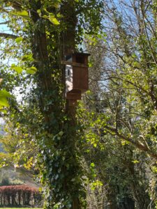 Sussex Barn Owl Group - January update - 2
