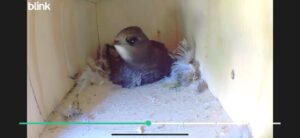 Swift Awareness Week - 1 Swift Awareness Week -