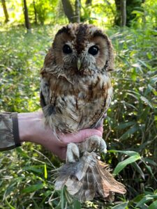 Sussex Barn Owl Group - Spring Activities Update - 3 Sussex Barn Owl Group - Spring Activities Update - 2