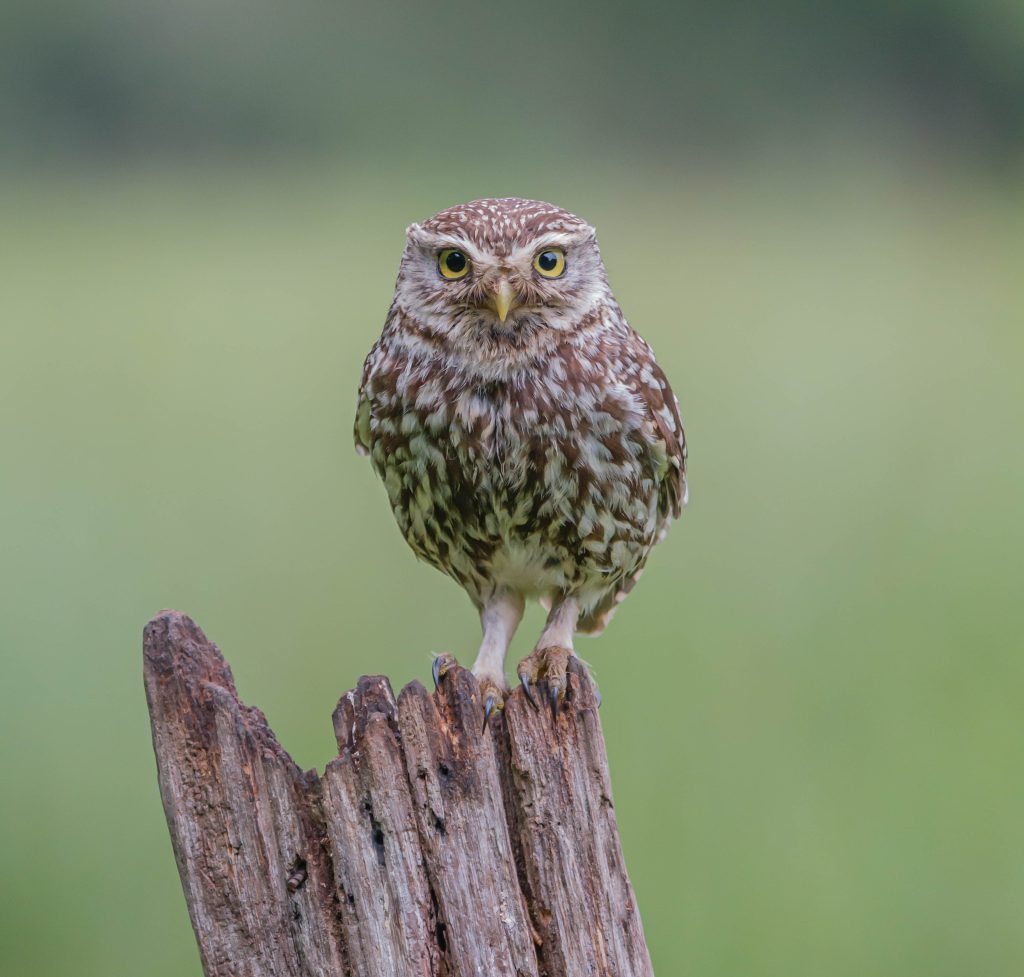 Our Work With Birds - Image