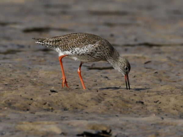 Chyngton Brooks/Lower Cuckmere Restoration - 2