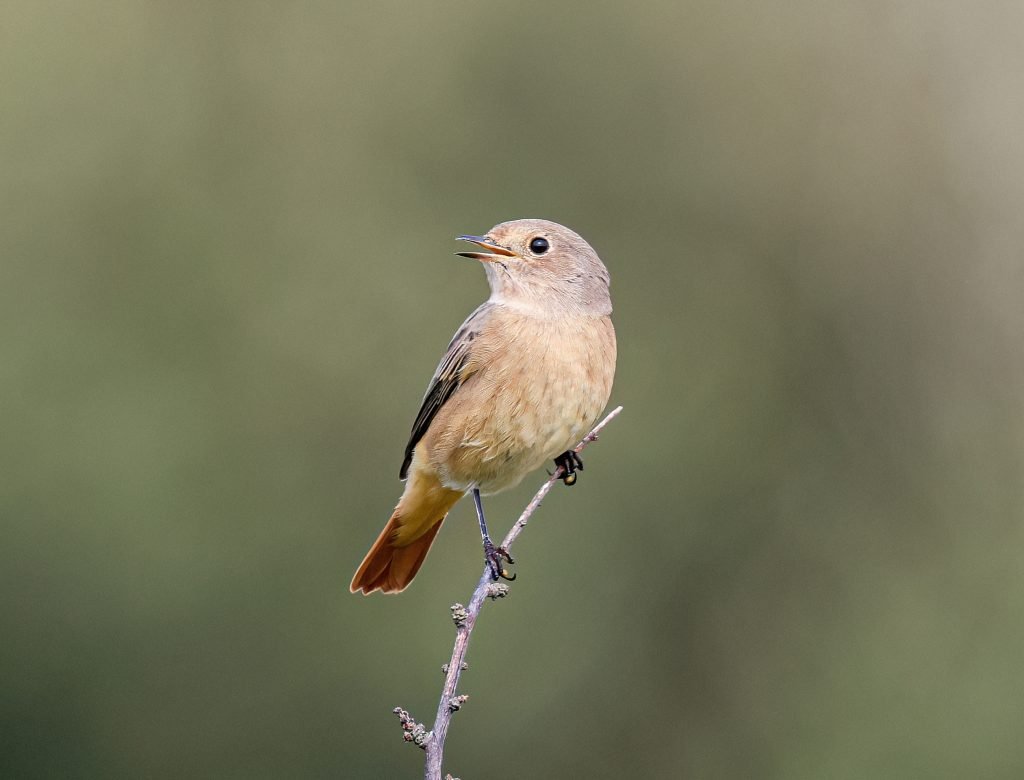 Common Redstart - Image