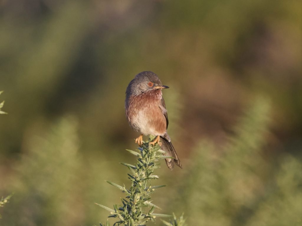 Dartford Warbler - Image