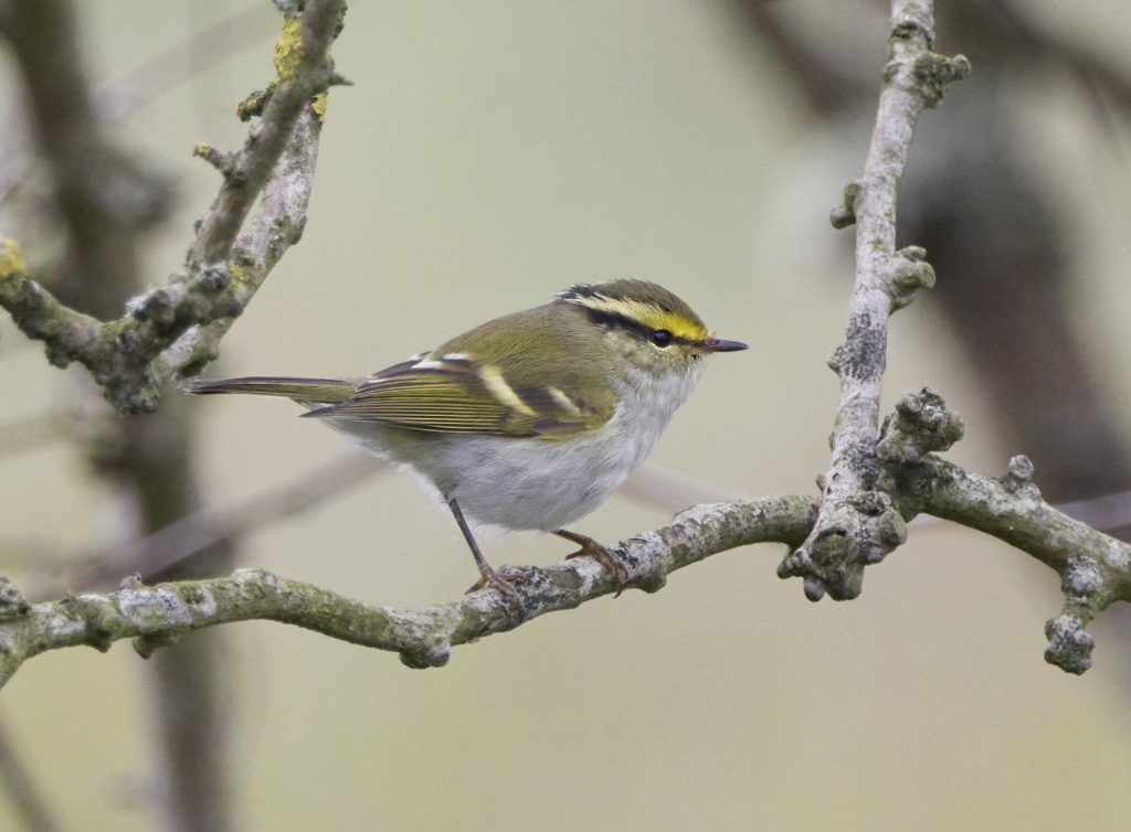 Pallas's Warbler  - Image