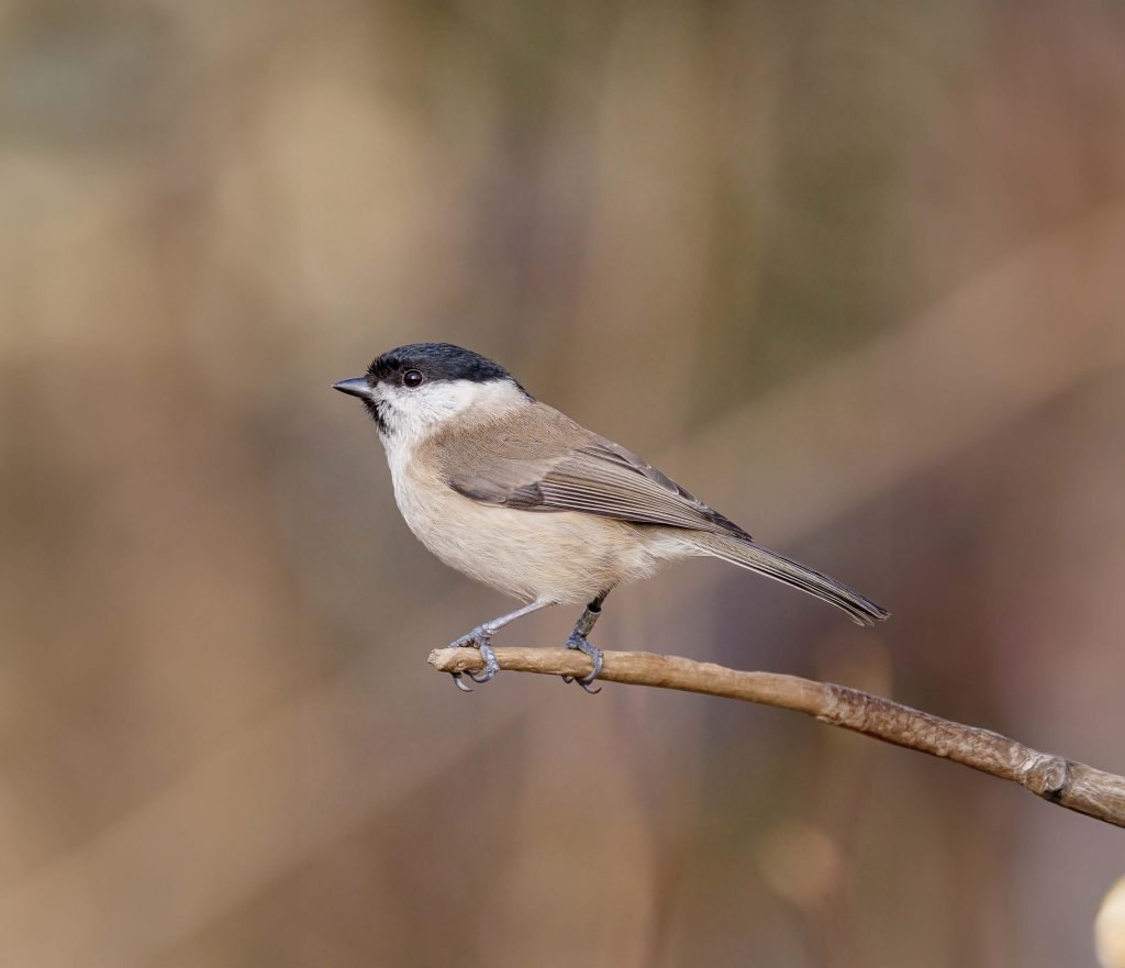 Marsh Tit - Image