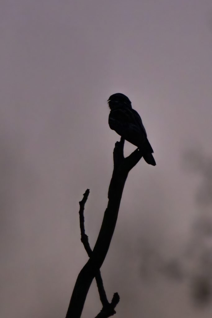 Nightjar - Image