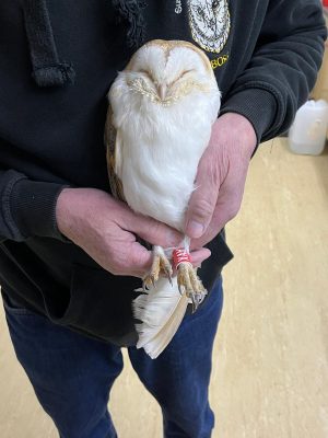 All's Well That Ends Well – A Barn Owl Success Story - 1 All's Well That Ends Well – A Barn Owl Success Story -