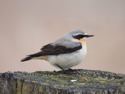 March Birding Targets in Sussex - By Paul James - 1 March Birding Targets in Sussex - By Paul James -
