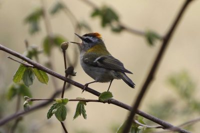 Firecrests and the Sussex Bird Report, by Mark Mallalieu - 1 Firecrests and the Sussex Bird Report, by Mark Mallalieu -