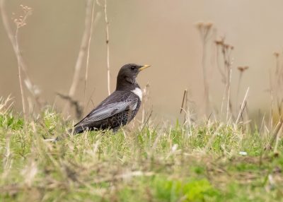 April Birding Targets in Sussex - by Paul James -