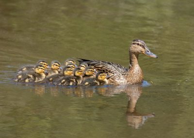 DucklingWatch - citizen science opportunity - 1 DucklingWatch - citizen science opportunity -