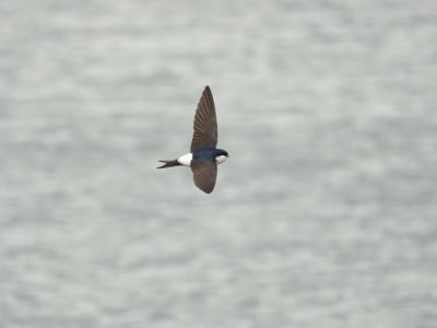 House Martin Survey 2026 -