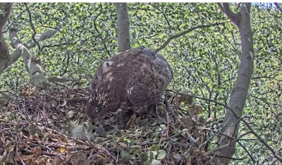 Honey-buzzard chick hatched 🐣 - 5 Honey-buzzard chick hatched 🐣 - 4