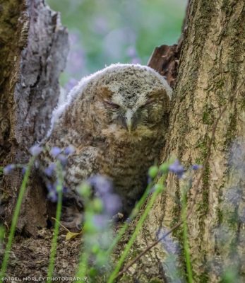 Sussex Tawny Owls Bounce Back After Devastating 2025 Season - Terry Hallahan - 3 Sussex Tawny Owls Bounce Back After Devastating 2025 Season - Terry Hallahan - 2