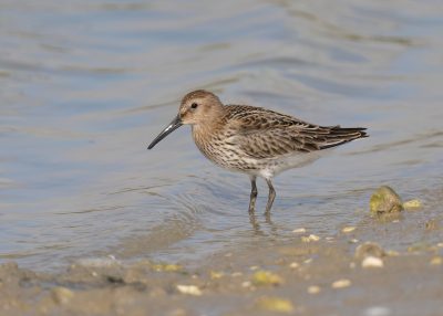 Chyngton Brooks: A Major Win for Sussex's Wetland Birds - 1 Chyngton Brooks: A Major Win for Sussex's Wetland Birds -