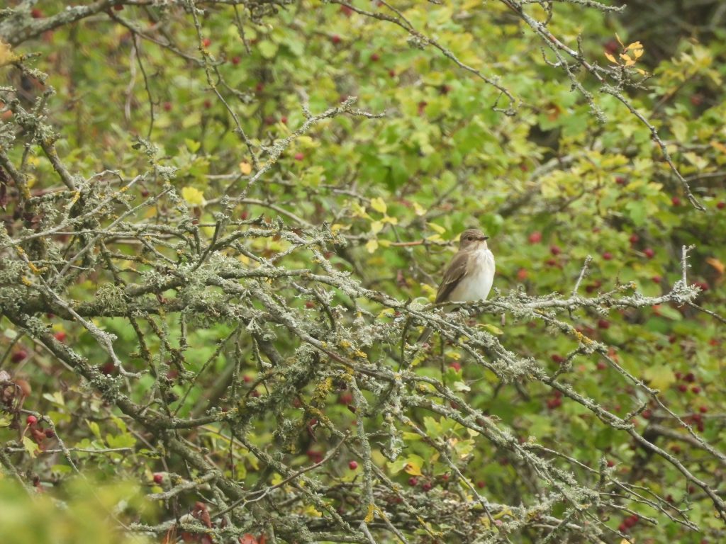 A Walk Around Ardingly Reservoir, with Sand Martins, House Martins, and Spotted Flycatchers - 1 Spotted flycatcher