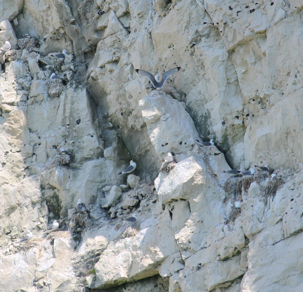 Kittiwake Colony Abandons Seaford Site During Summer Heatwave - 5 Photo of Kittiwakes at the Seaford cliffs in 2025