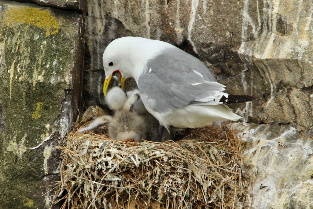 Kittiwake Colony Abandons Seaford Site During Summer Heatwave - 3 Photo of a Kittiwake feeding its chicks