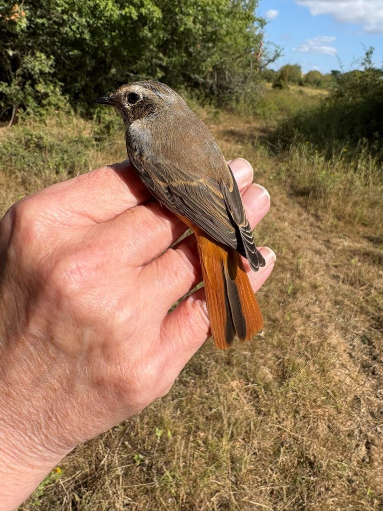 Silent Auction Winner Joins Team for Ringing at Knepp Wildland - 7 A juvenile male Redstart