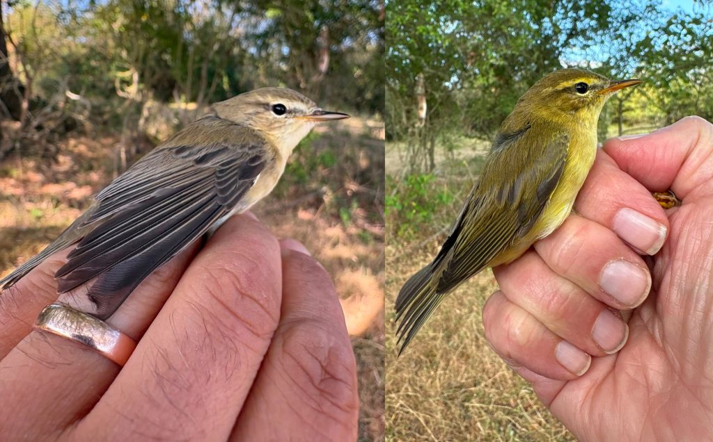 Silent Auction Winner Joins Team for Ringing at Knepp Wildland - 6 Willow Warblers - a pale adult on the left, and a lemon-yellow juvenile on the right