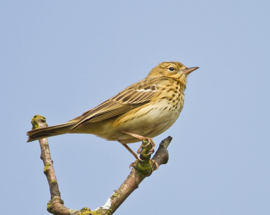 Tree Pipit