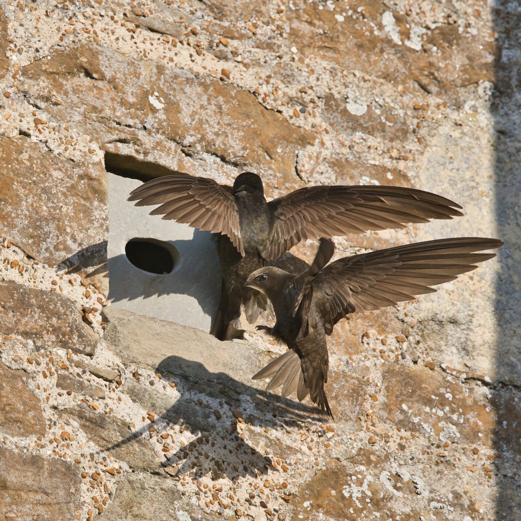 Swifts entering a nest box