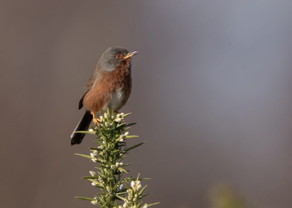Dartford Warbler