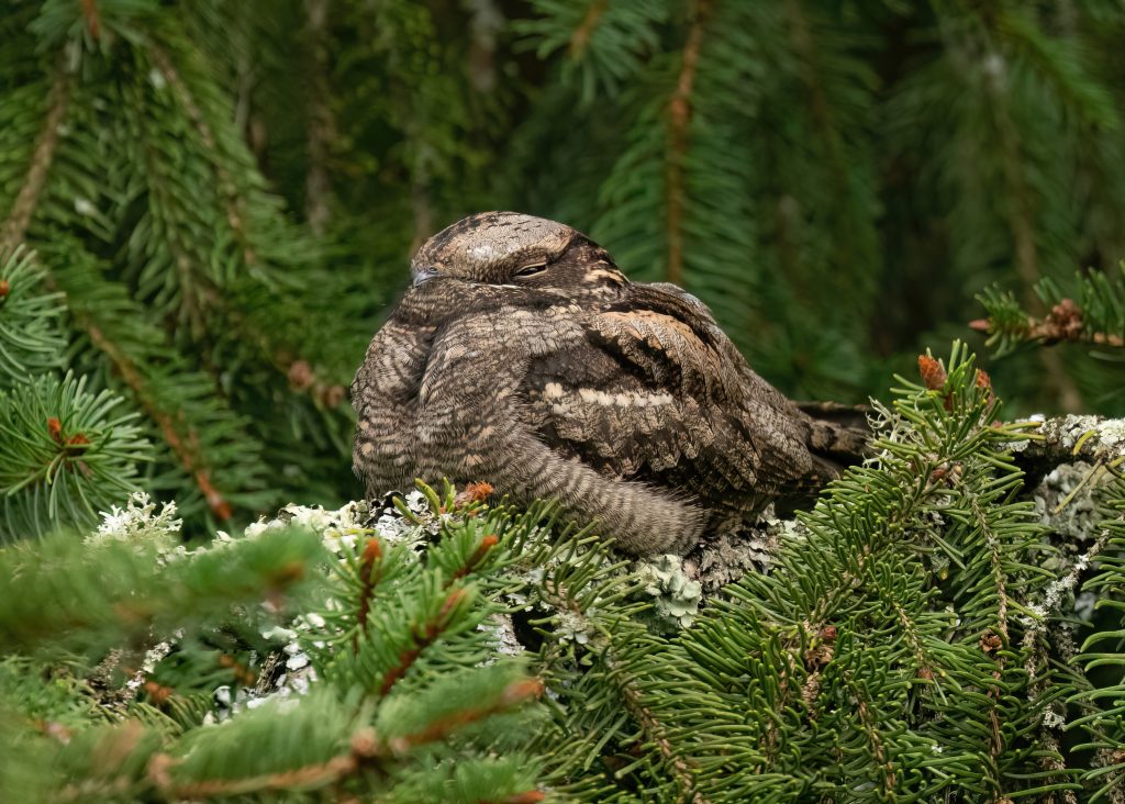 A roosting Nightjar