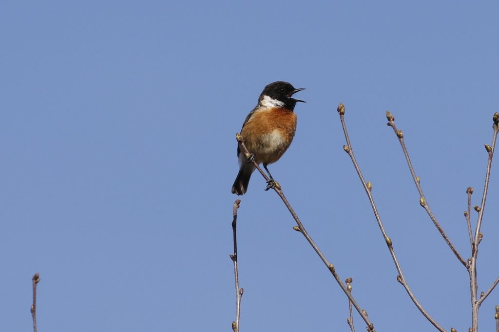 Stonechat