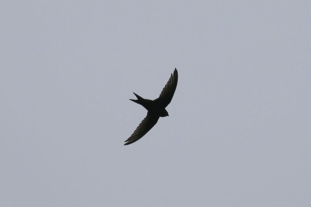 A photo of a swift in flight