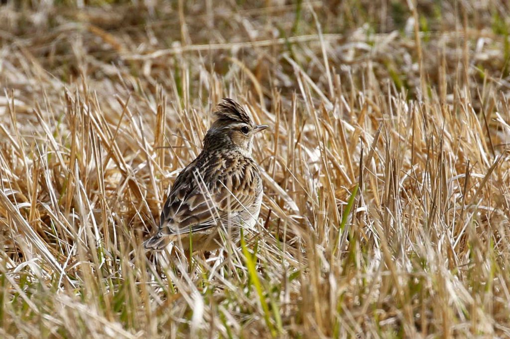 Woodlark