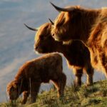 Arnisdale & Glenelg Youth Club