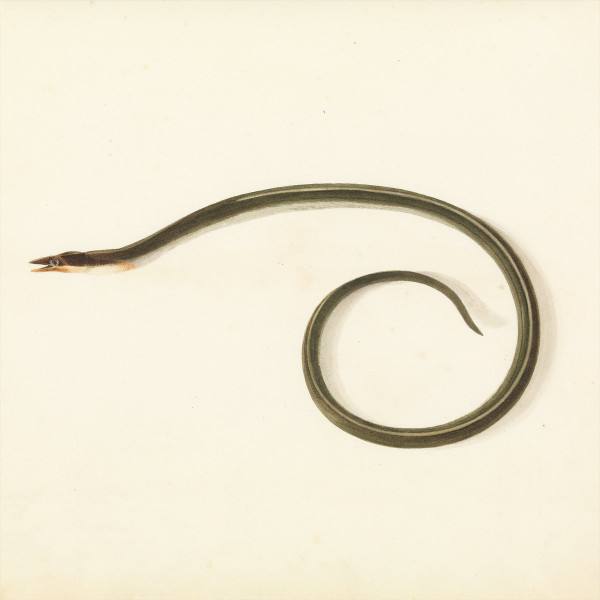 DESACCORD MAJEUR — SUNQUAKE