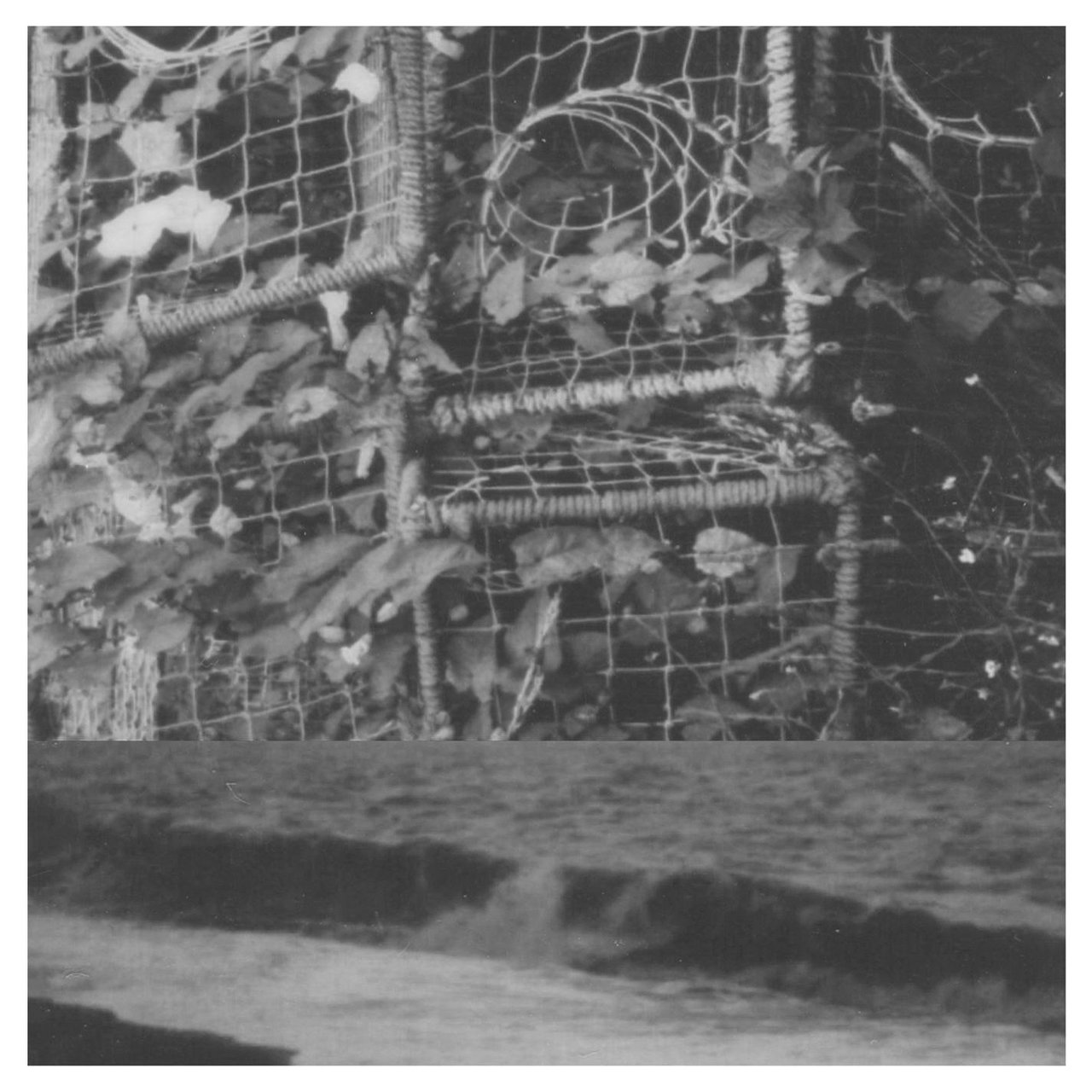 CREMATION LILY — THE PROCESSES AND INSTRUMENTS OF NORMAL PEOPLE