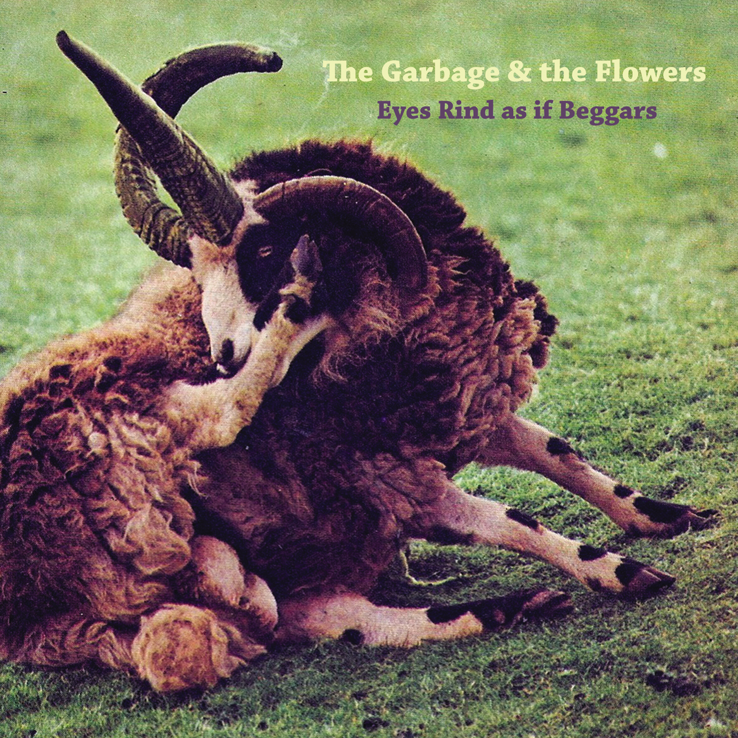 THE GARBAGE AND THE FLOWERS — EYES RIND AS IF BEGGARS