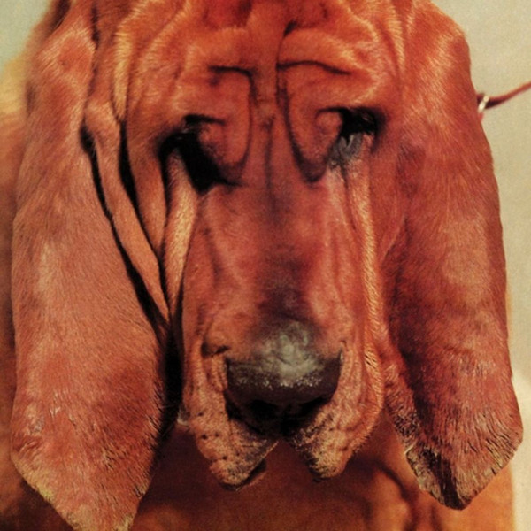 TY SEGALL — GOODBYE BREAD