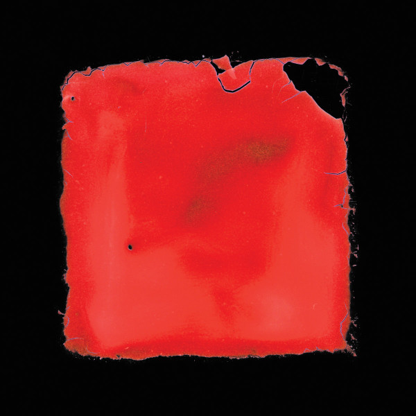 SALVIA PALTH — LAST CHANCE TO SEE