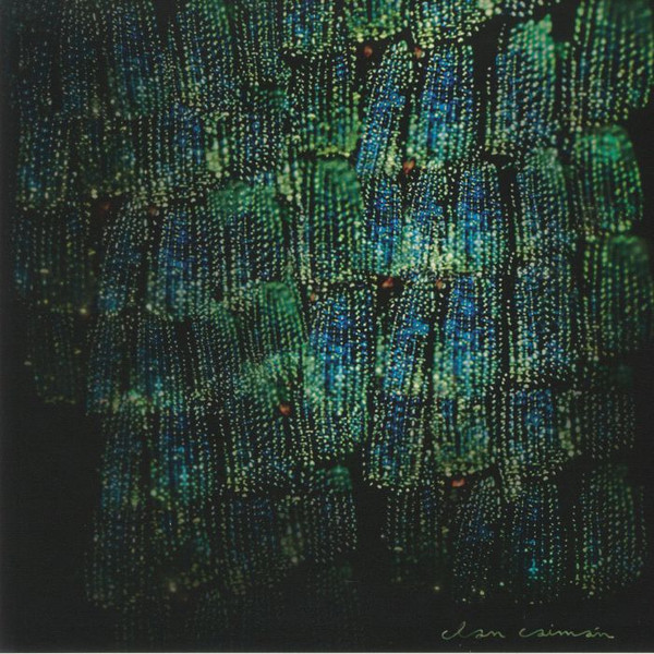 Clan Caim√°n — Asoma