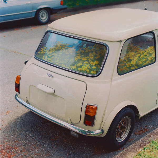 SAID THE WHALE — DANDELION