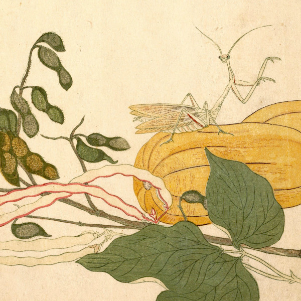 CHYPHO — ENTOMONGAKU