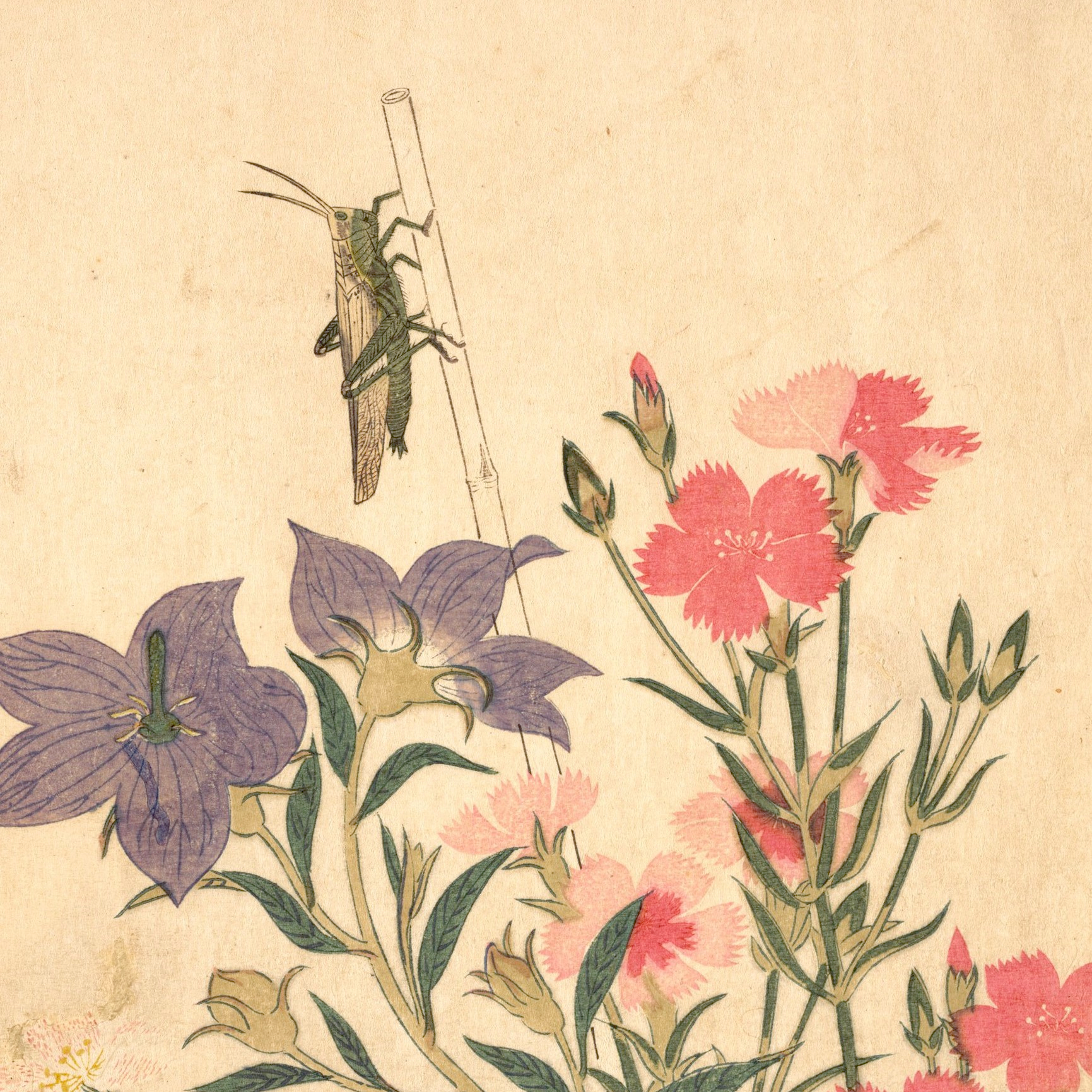 CHYPHO — ENTOMONGAKU II