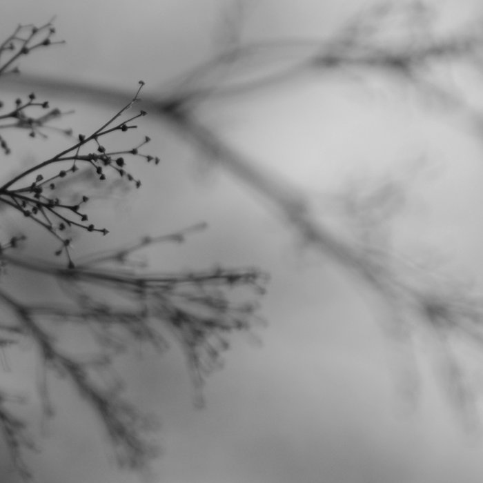 DAKOTA SUITE DAG ROSENQVIST & — WHAT MATTERS MOST