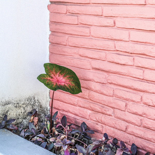 NOA ERNI — The Mental Traveller