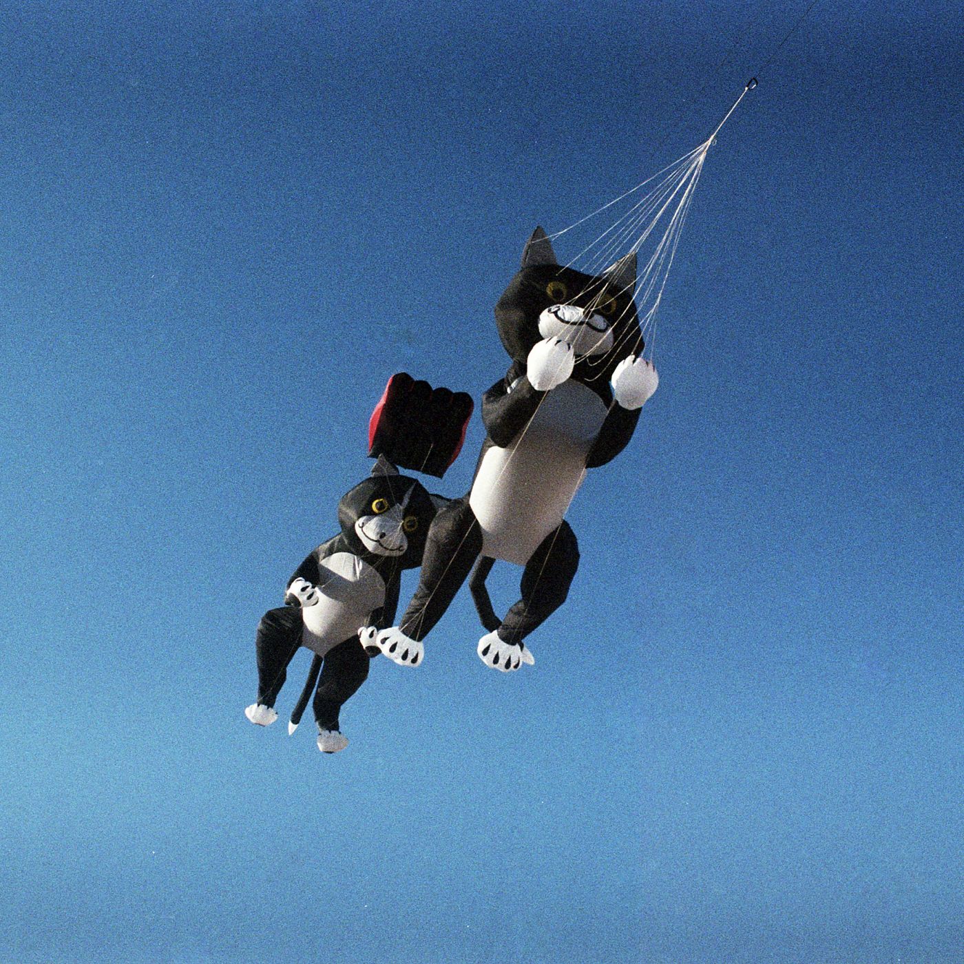 POPE — True Talent Champion